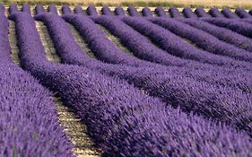 La Provençale